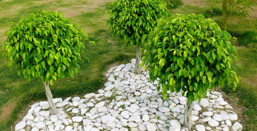 Ficus Benjamin: come arricchire il vostro giardino e non solo