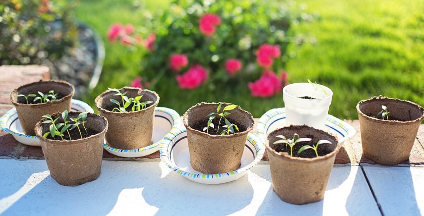 Giardinaggio: i consigli dell'esperto per iniziare al meglio