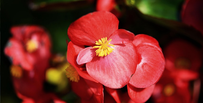 Begonia Semperflorens: pianta annuale di origine americana