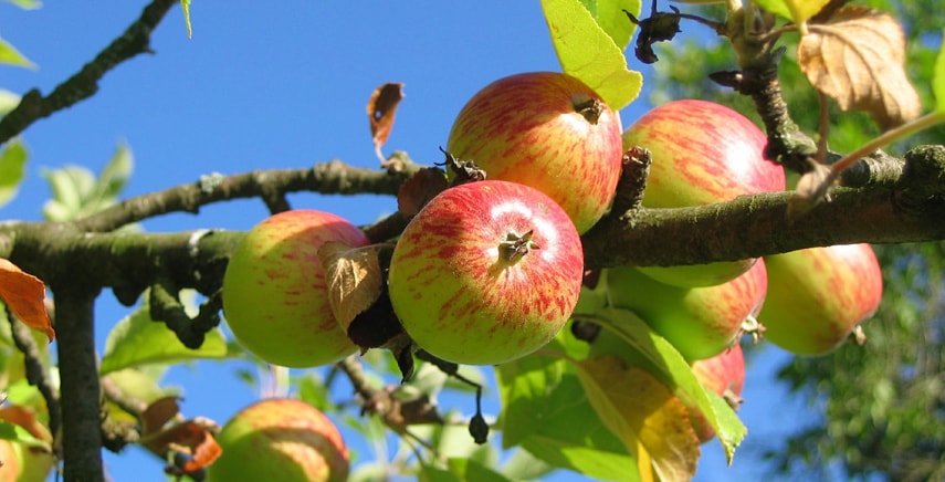 Quali sono le malattie del melo? Come riconoscerle?