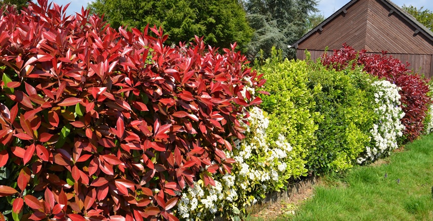 La Photinia, signora delle siepi e delle bordure: ecco come coltivare questo arbusto ornamentale