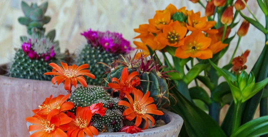 Le piante grasse con i fiori dai colori più belli Piante grasse da appartamento con fiori