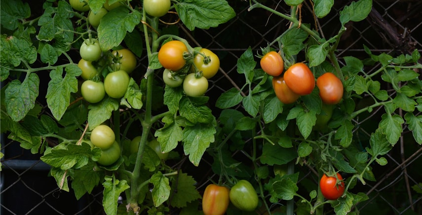 Guida completa alla coltivazione di pomodori in orto