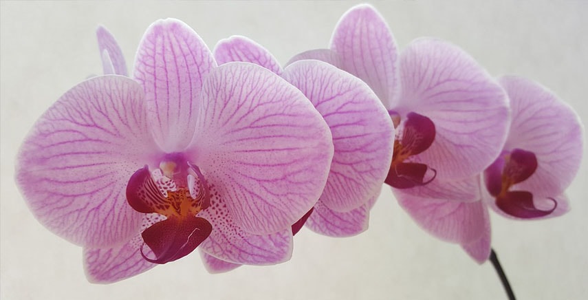 Orchidea: come curarla