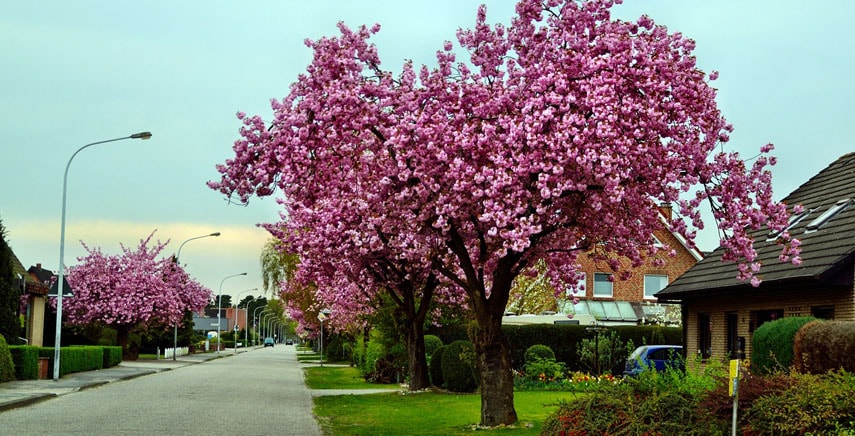 Tutto ciò che bisogna sapere sugli alberi ornamentali da giardino e sempreverdi