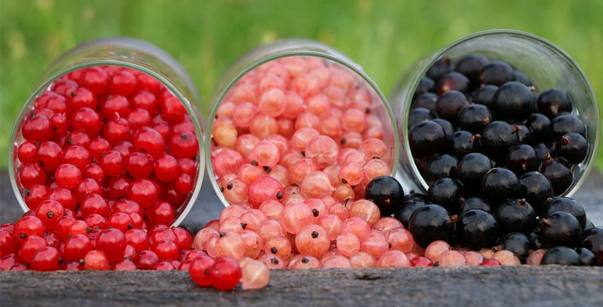 Ribes e Uva spina: ecco alcune notizie utili Ribes e Uva spina: ecco alcune notizie utili