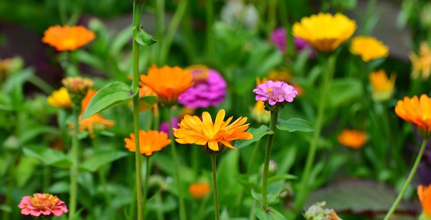 Quali fiori seminare in estate?