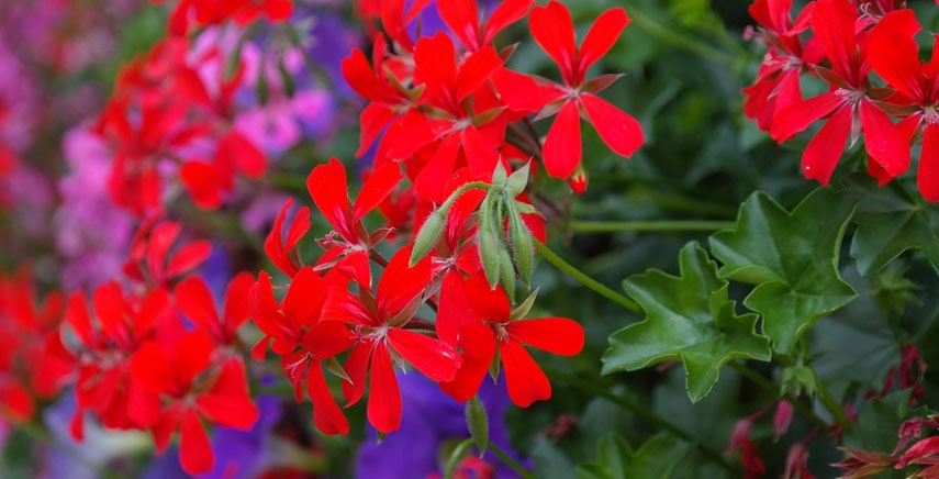 Una pianta rampicante colorata: il geranio edera Una pianta rampicante colorata: il geranio edera