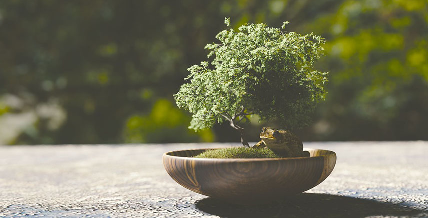 Bonsai, come prendersi cura in casa del proprio albero in miniatura