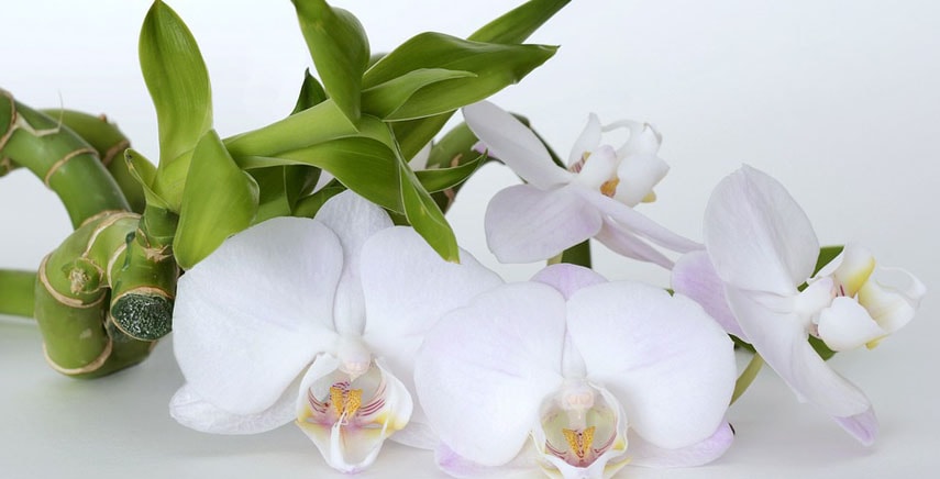 Orchidee: il triangolo della coltivazione