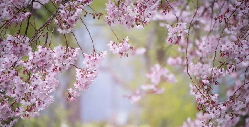 Macchie di colore nel vostro giardino: gli alberi da fiore