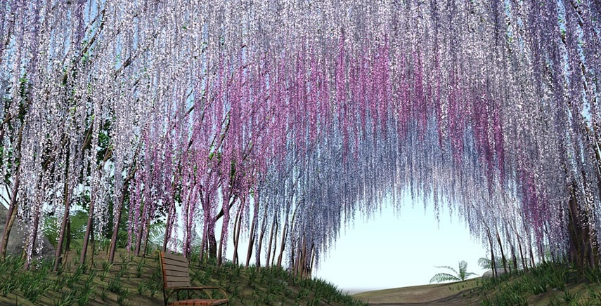 Il Glicine o Wisteria sinensis: come coltivarlo e farlo arrampicare