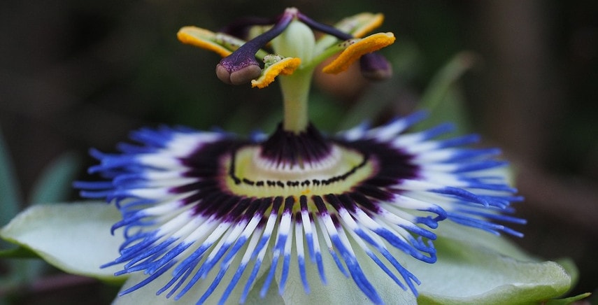 Passiflora: proprietà benefiche e scopi curativi