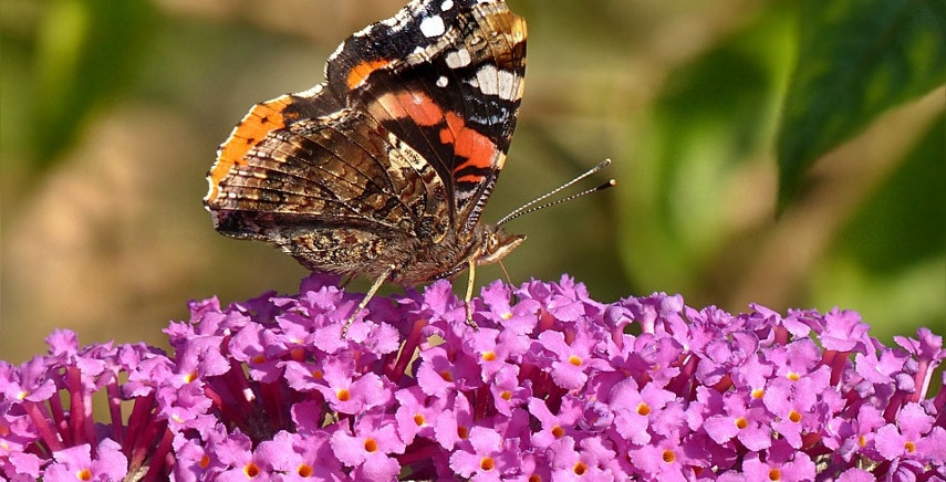 Le Buddleja: le piante delle farfalle