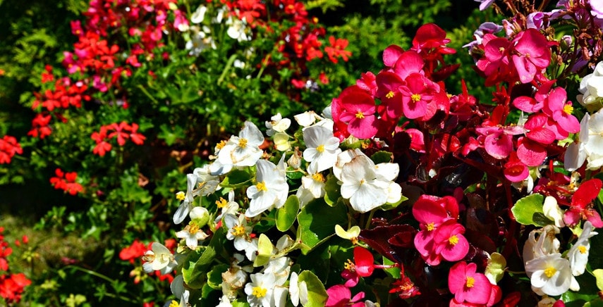 Begonia: pianta ricca di fiori dai mille colori