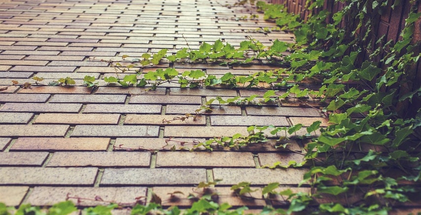 Piante rampicanti: perché scegliere quelle fiorite e sempreverdi per ravvivare il tuo giardino