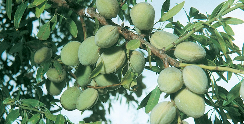 Mandorlo (prunus dulcis): coltivazione e potatura