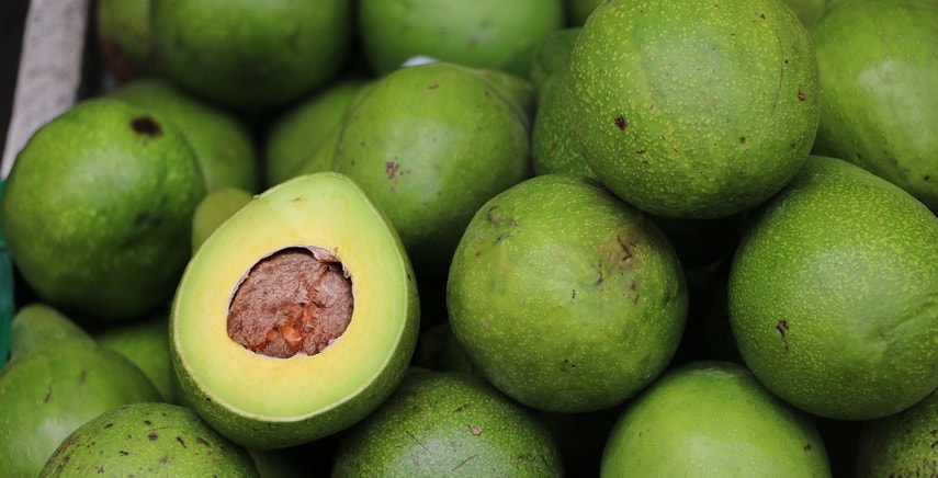 Avocado: coltivazione e potatura Avocado: coltivazione e potatura
