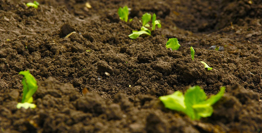 La nutrizione minerale degli ortaggi