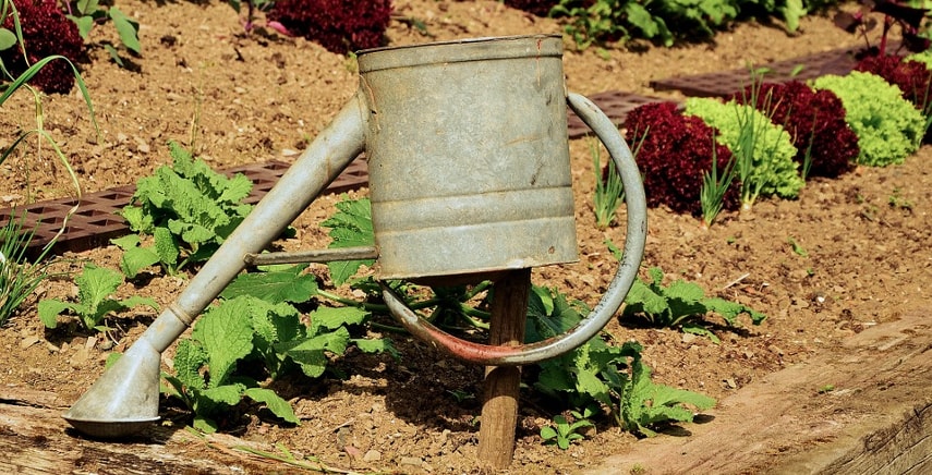 Orto e giardino: cosa fare nel mese di settembre