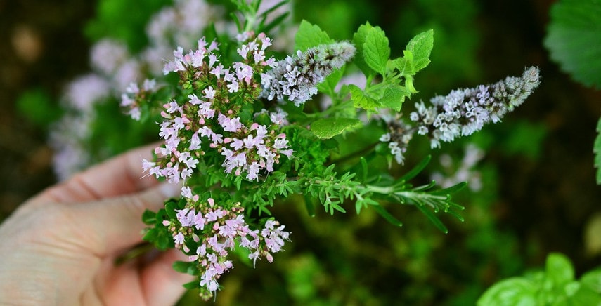 Piante aromatiche: rimedi naturali per malattie ed infestazioni