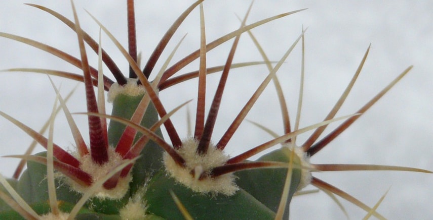 Ferocactus: varietà e coltivazione
