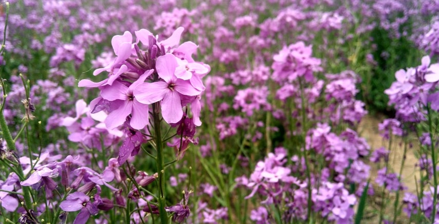 Verbena: varietà e coltivazione