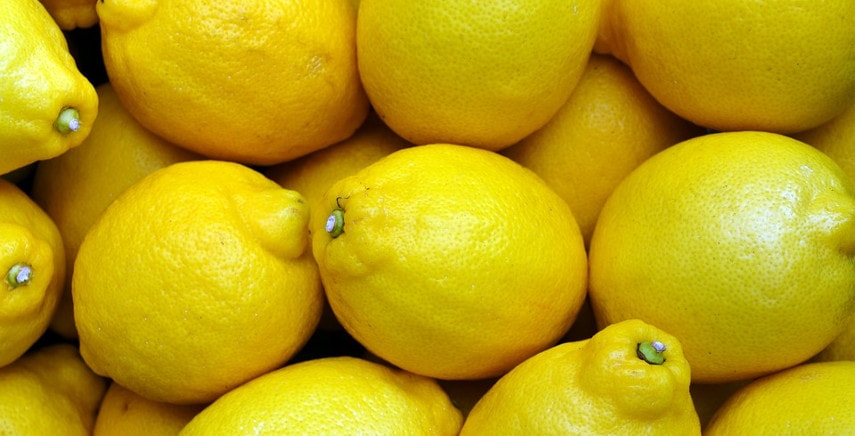 Pianta di limone: coltivazione e malattie