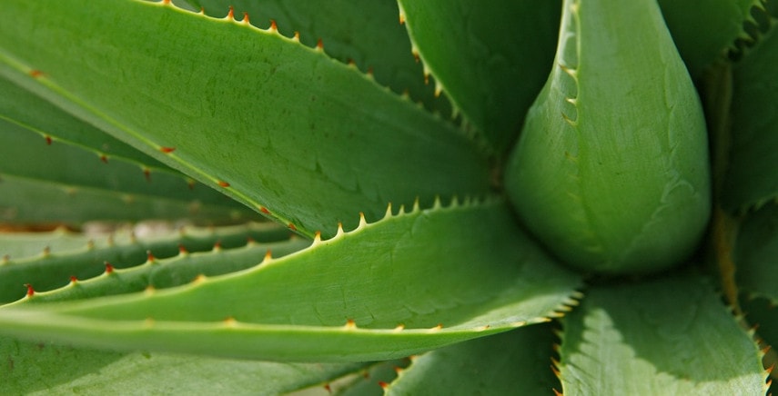 Pianta Aloe vera: varietà e coltivazione