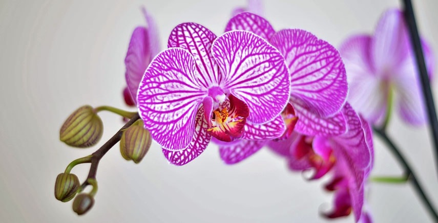 Orchidea: varietà e coltivazione