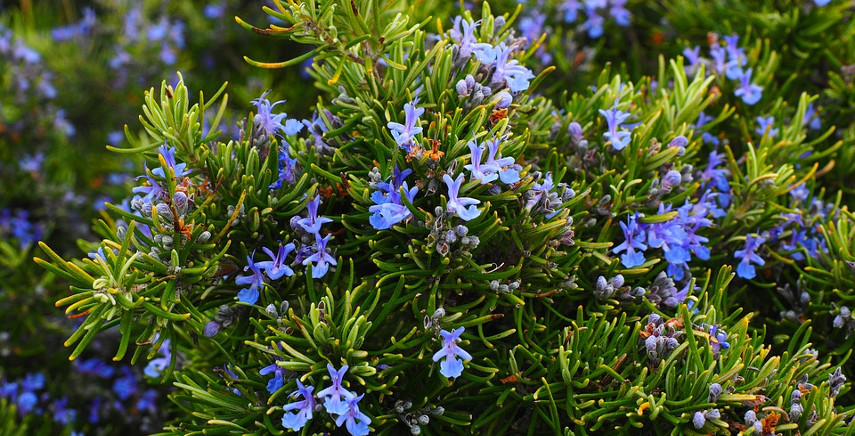 Piante mediterranee - Varietà e Consigli sulla coltivazione