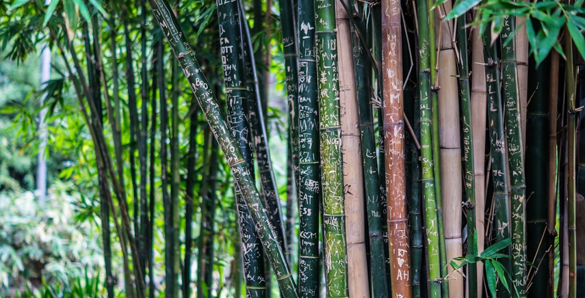 Perchè coltivare il Bambù gigante in Italia