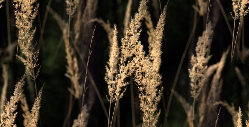 Graminacee ornamentali: come riconoscerle e sfruttarle al meglio