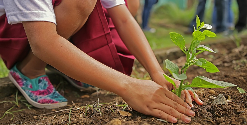 Giardinaggio sostenibile: ecco 10 consigli per un giardino ecologico