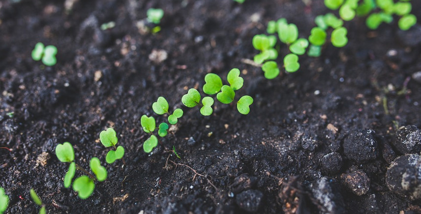 Germinazione: fattori che influenzano i semi