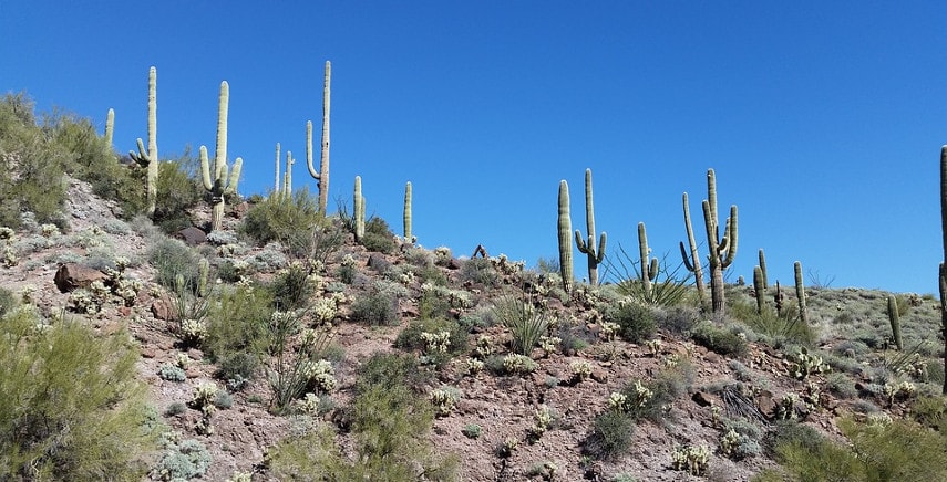 Cactus giganti - Il saguaro e altre varietà