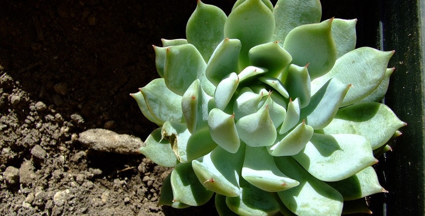 Echeveria - Scopri le caratteristiche di questa particolare pianta grassa