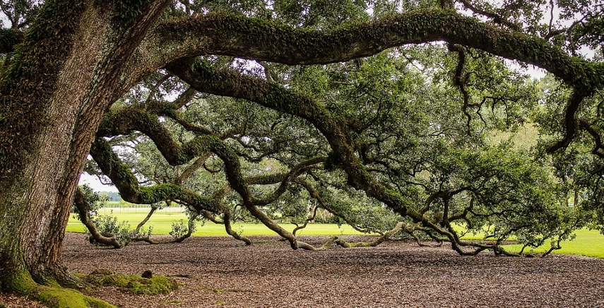 450 specie di alberi diversi: la quercia