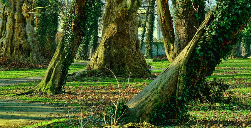 Alberi e arbusti - Guida alla coltivazione