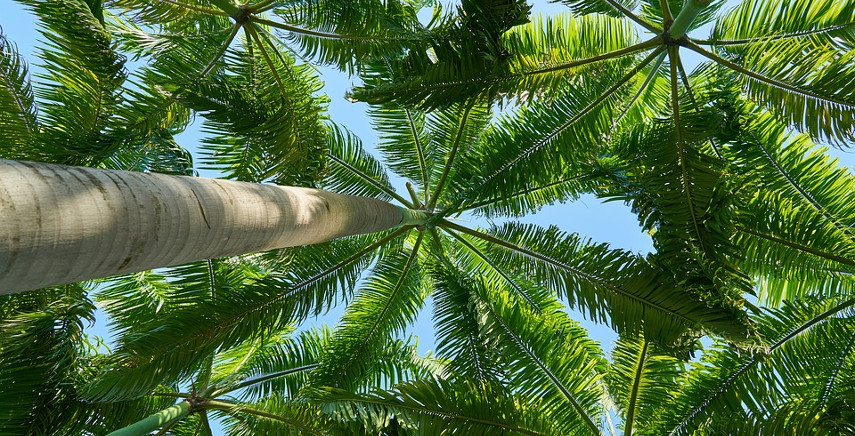 La potatura delle palme - Guida completa