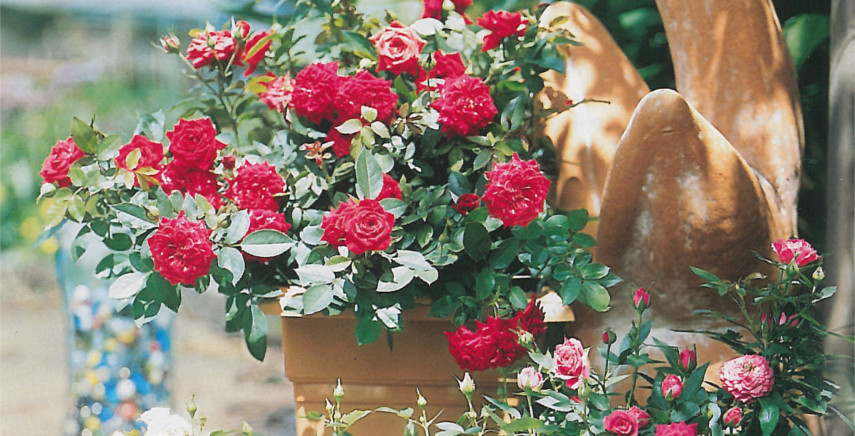 I diversi tipi di rose e i loro utilizzi