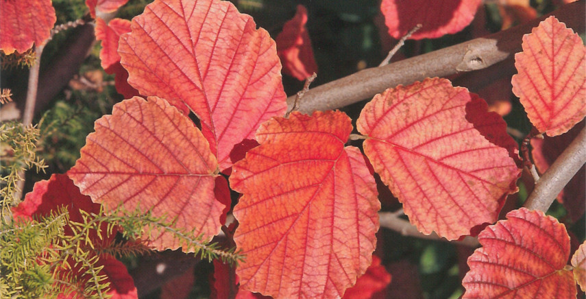 Fisiologia degli arbusti ornamentali