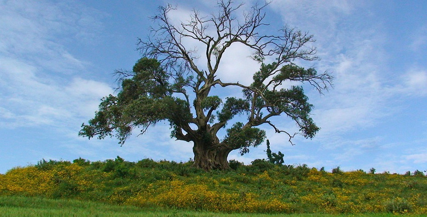 Nozioni sugli alberi