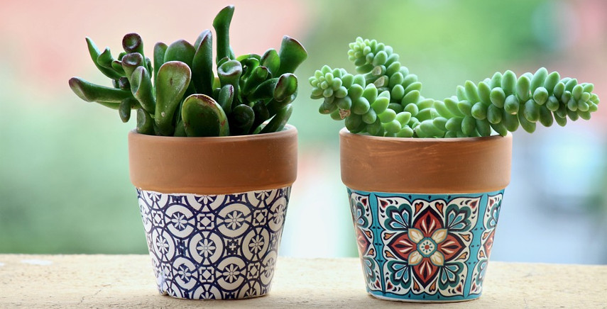 Vasi da interni, esterni e da giardino Muffa sulla terra vaso