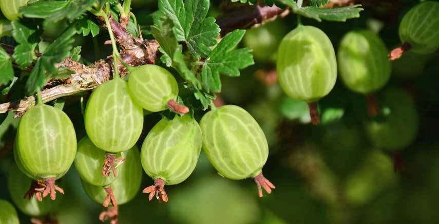 Ribes e Uva spina: ecco alcune notizie utili