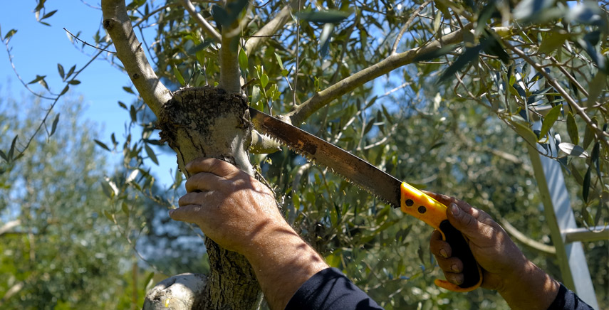 Potatura olivo: come effettuarla correttamente