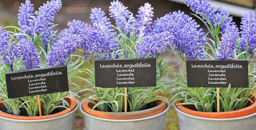 Lavanda Da Coltivare In Giardino Cura E Potatura