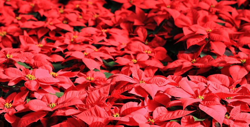 Stella Di Natale Quando Fiorisce.Stella Di Natale Come Conservarla E Curarla