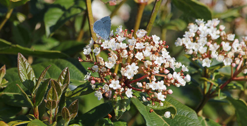 Viburnum Tinus o Lentaggine: cura e coltivazione