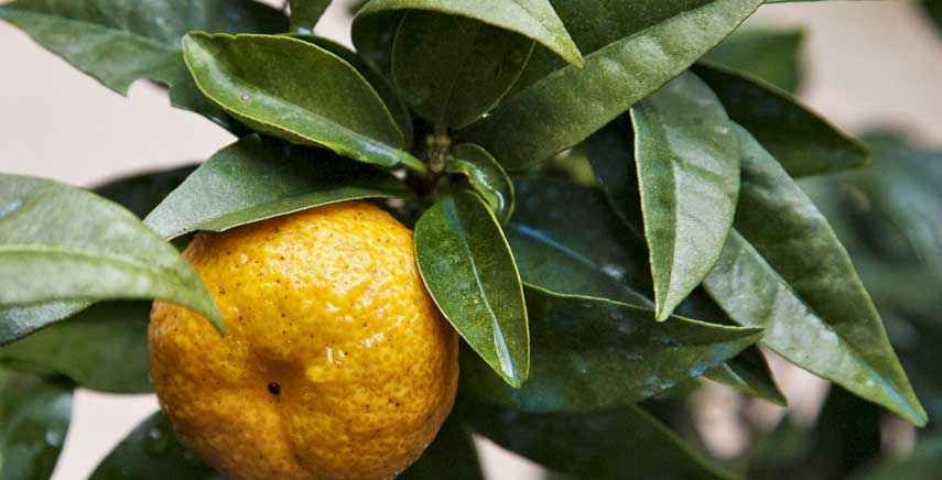Pianta del Chinotto (citrus myrtifolia): come coltivarlo